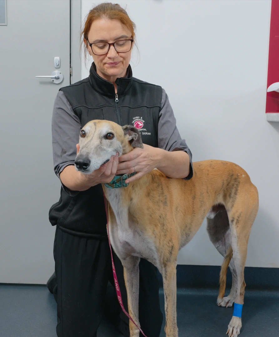 Casey & Cranbourne Vet examines greyhound's neck and head to assess lameness and mobility issues.