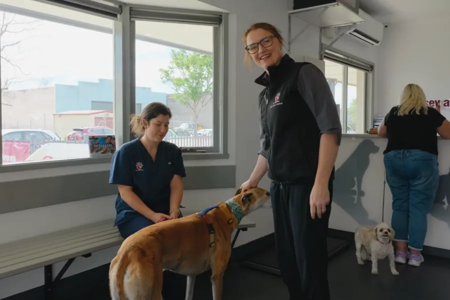 Casey & Cranbourne Vet assesses greyhound with lameness concerns in veterinary hospital reception setting