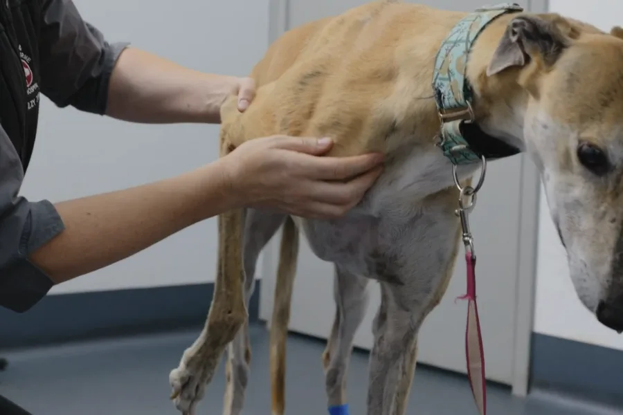 closeup of Casey & Cranbourne vet examines joint flexibility on greyhound in hospital assessment room.