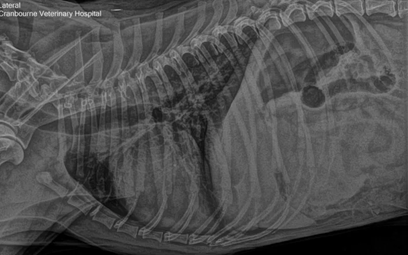 X-ray of poodles chest and abdomen showing splenic mass