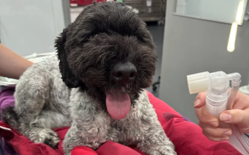 Poodle on veterinary hospital table recovering from splenectomy surgery