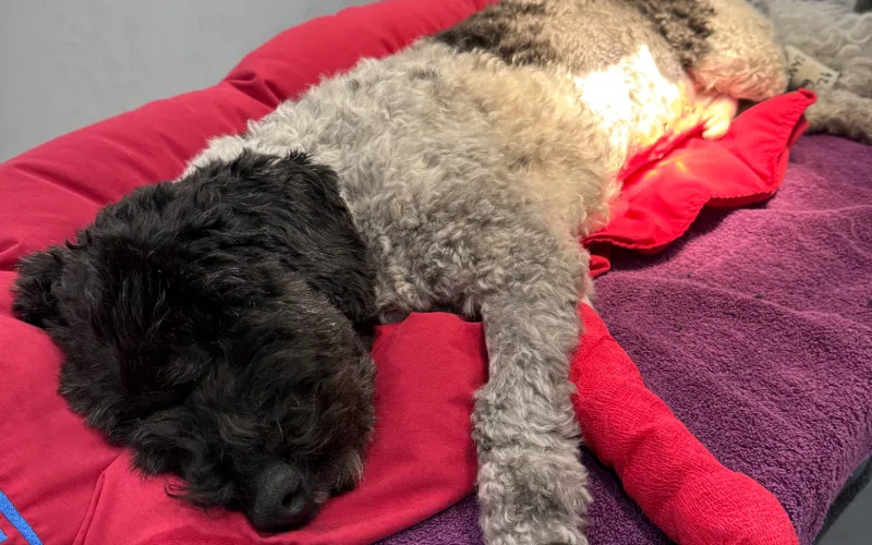 picture of male six-year-old miniature poodle cross dog laying on a veterinary hospital table as their tense abdomen is examined