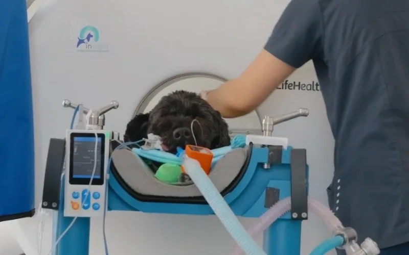 Picture of poodle having a CT scan, laying on bed surrounded by CT scanning machine