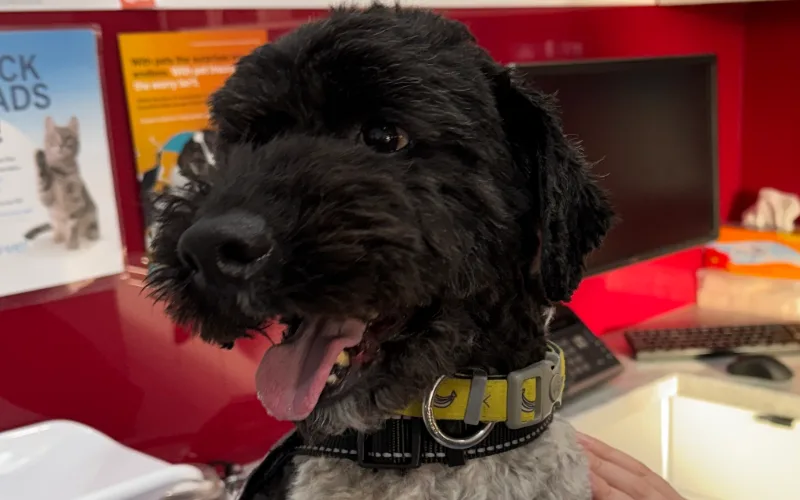 closeup picture of male six-year-old miniature poodle cross dog sitting on examination table inside a veterinary hospital room.