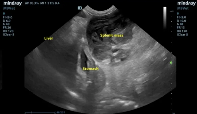 Abdominal ultrasound of neutered male poodle mix with splenic mass