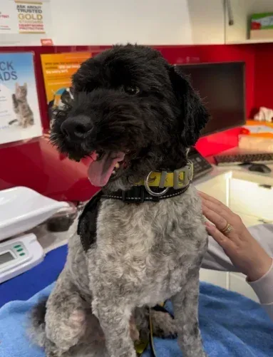 Vomiting, lethargic miniature poodle cross on vet clinic table in Melbourne